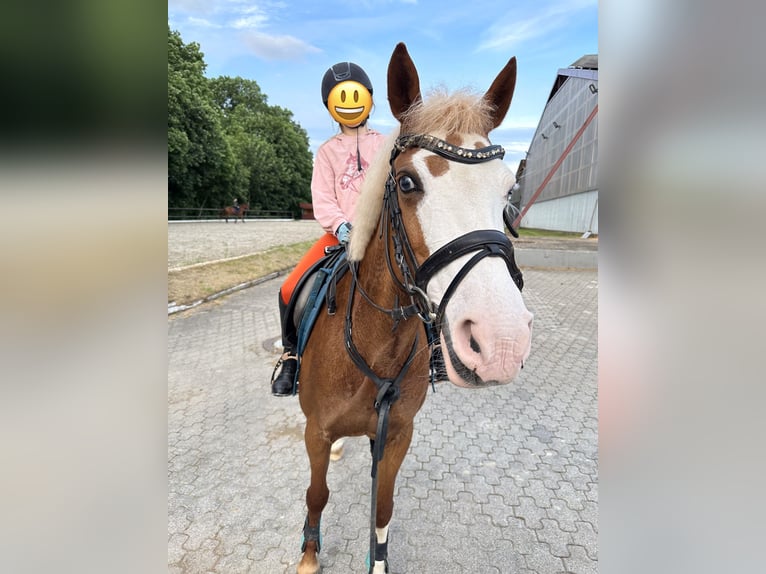 Duitse rijpony Merrie 15 Jaar 144 cm Vos in Gundelfingen