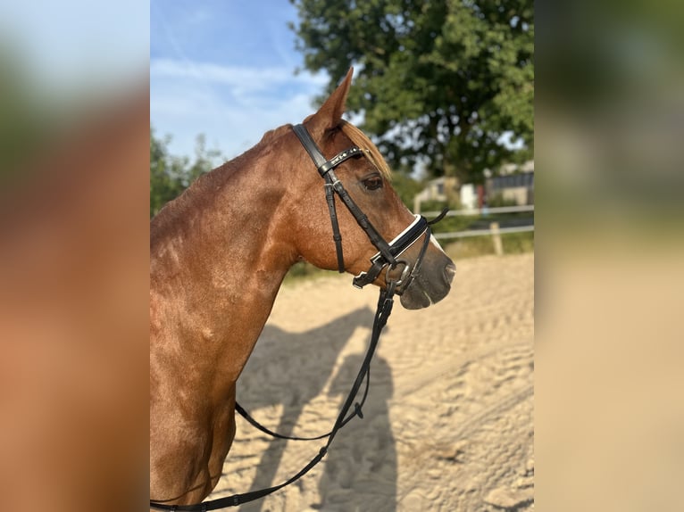 Duitse rijpony Merrie 15 Jaar 144 cm Vos in ApenApen