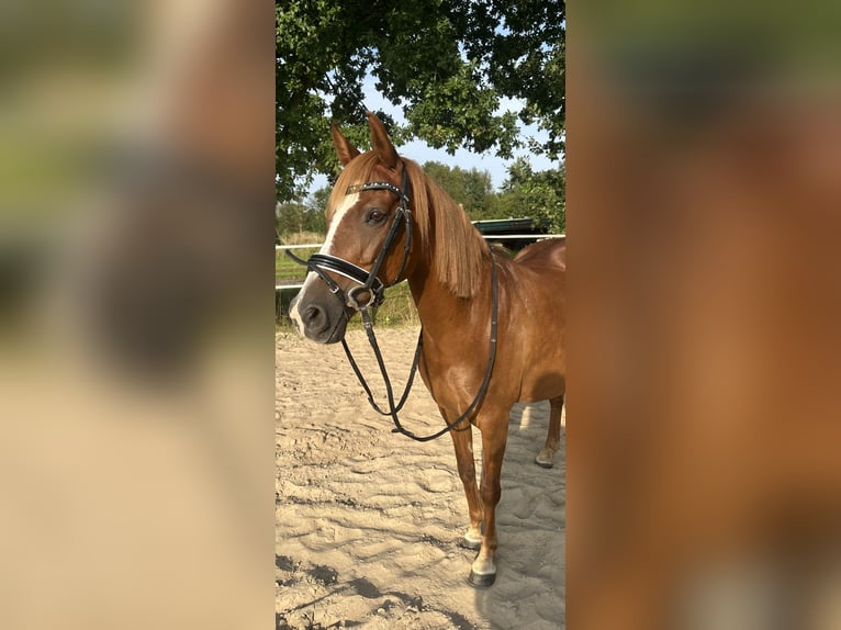 Duitse rijpony Merrie 15 Jaar 144 cm Vos in ApenApen