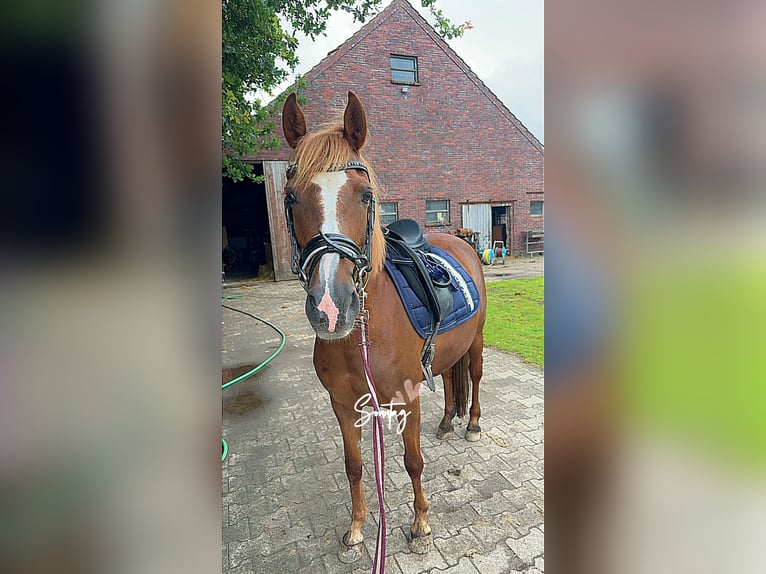 Duitse rijpony Merrie 15 Jaar 144 cm Vos in ApenApen