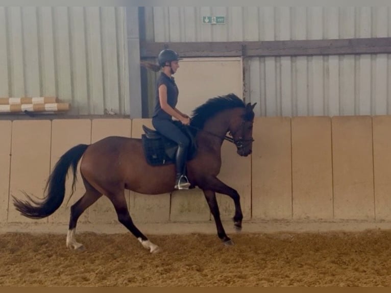 Duitse rijpony Merrie 15 Jaar 145 cm Donkerbruin in Roßdorf