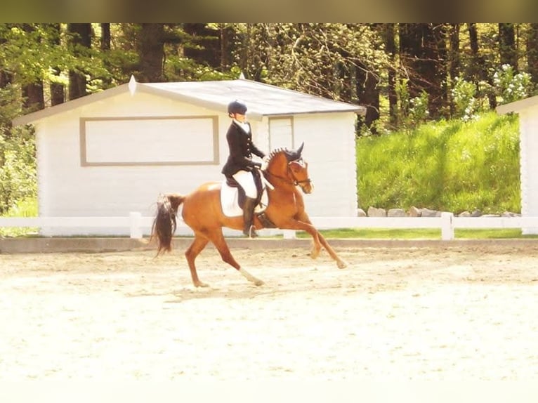 Duitse rijpony Merrie 15 Jaar 145 cm Donkere-vos in Hamm