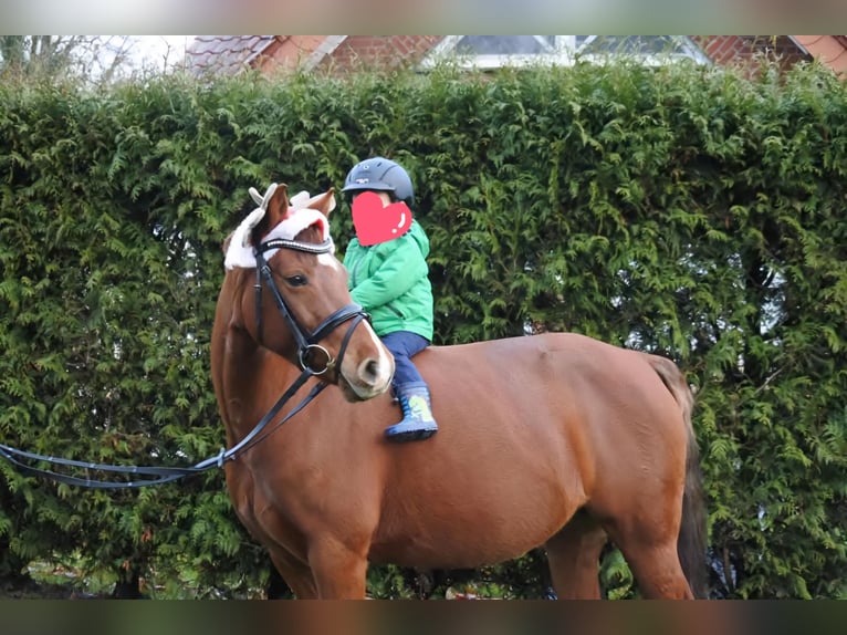 Duitse rijpony Merrie 15 Jaar 145 cm Donkere-vos in Hamm
