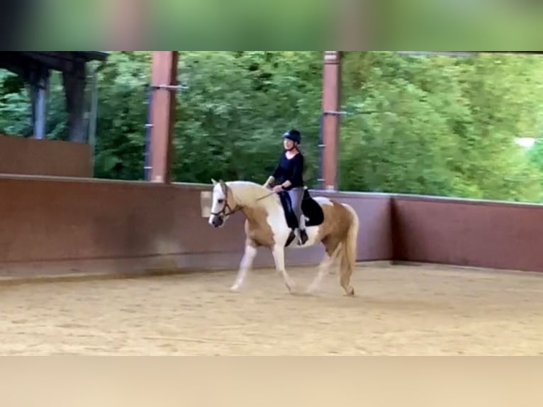 Duitse rijpony Mix Merrie 15 Jaar 145 cm Gevlekt-paard in Morschen