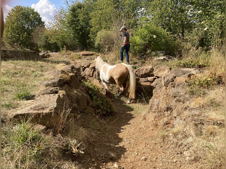 Duitse rijpony Mix Merrie 15 Jaar 145 cm Gevlekt-paard in Morschen
