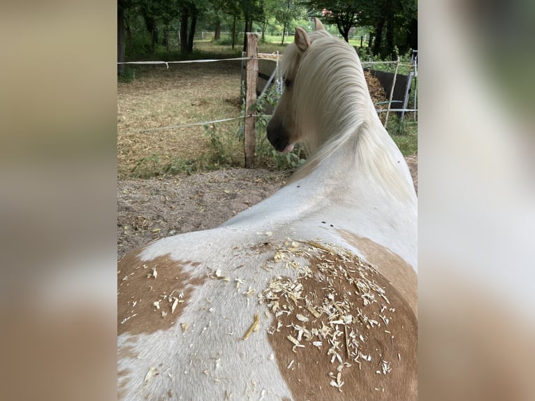 Duitse rijpony Mix Merrie 15 Jaar 145 cm Gevlekt-paard in Morschen