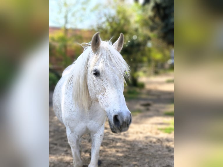 Duitse rijpony Merrie 15 Jaar 145 cm Schimmel in Stendal
