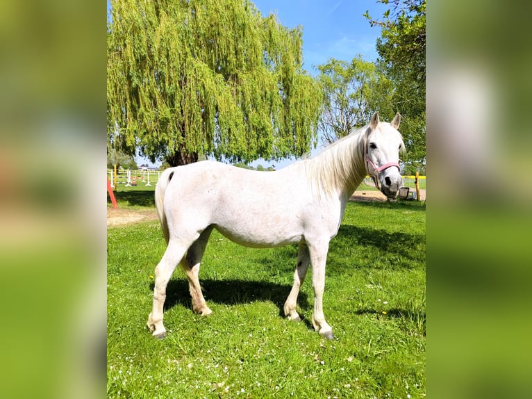 Duitse rijpony Merrie 15 Jaar 145 cm Schimmel in Stendal
