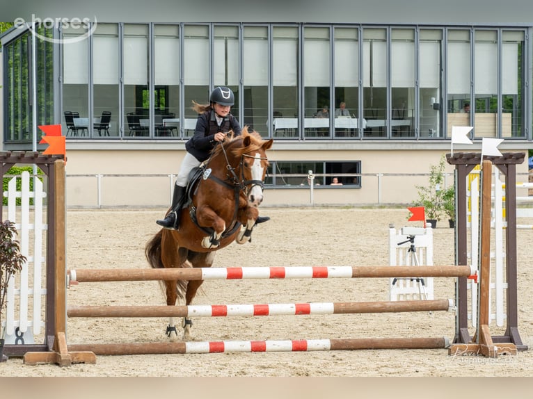 Duitse rijpony Merrie 15 Jaar 145 cm Vos in Radebeul