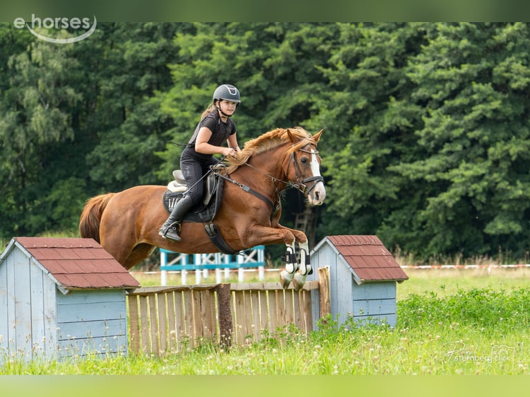 Duitse rijpony Merrie 15 Jaar 145 cm Vos in Radebeul