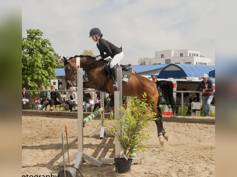 Duitse rijpony Merrie 15 Jaar 146 cm Bruin in Langenenslingen