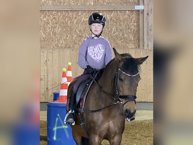 Duitse rijpony Merrie 15 Jaar 146 cm Bruin in Langenenslingen