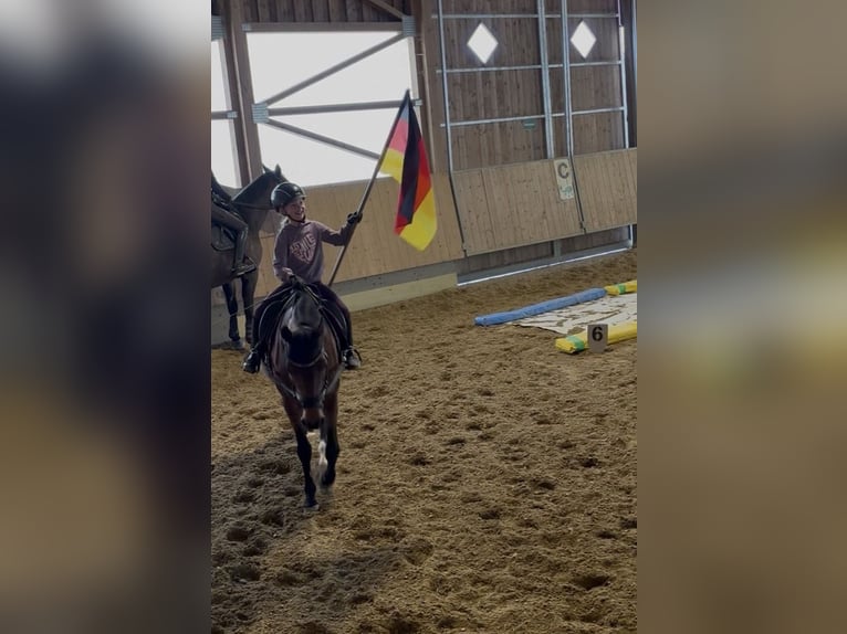 Duitse rijpony Merrie 15 Jaar 146 cm Bruin in Langenenslingen
