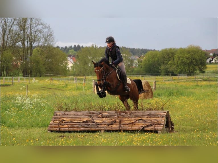 Duitse rijpony Merrie 15 Jaar 146 cm Bruin in Langenenslingen
