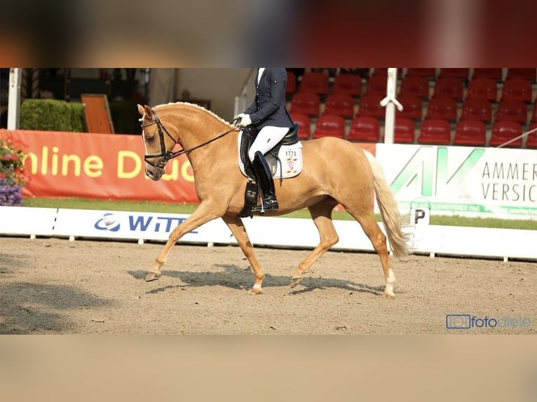 Duitse rijpony Merrie 15 Jaar 146 cm Palomino in Höttingen