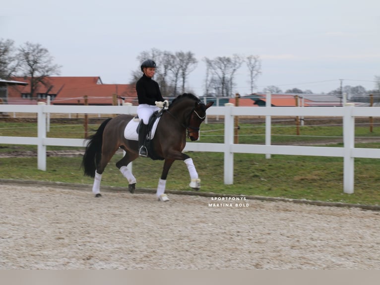 Duitse rijpony Merrie 15 Jaar 147 cm Bruin in Recke, bei Osnabrück