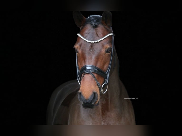 Duitse rijpony Merrie 15 Jaar 147 cm Bruin in Recke, bei Osnabrück