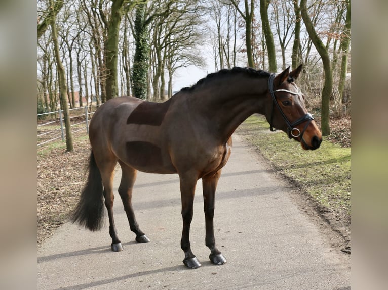 Duitse rijpony Merrie 15 Jaar 147 cm Bruin in Recke, bei Osnabrück