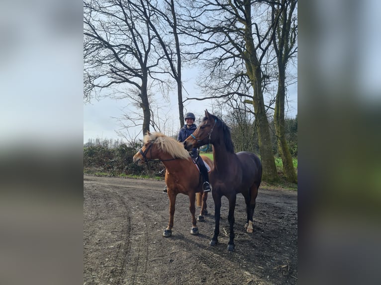 Duitse rijpony Merrie 15 Jaar 147 cm Bruin in Engelskirchen