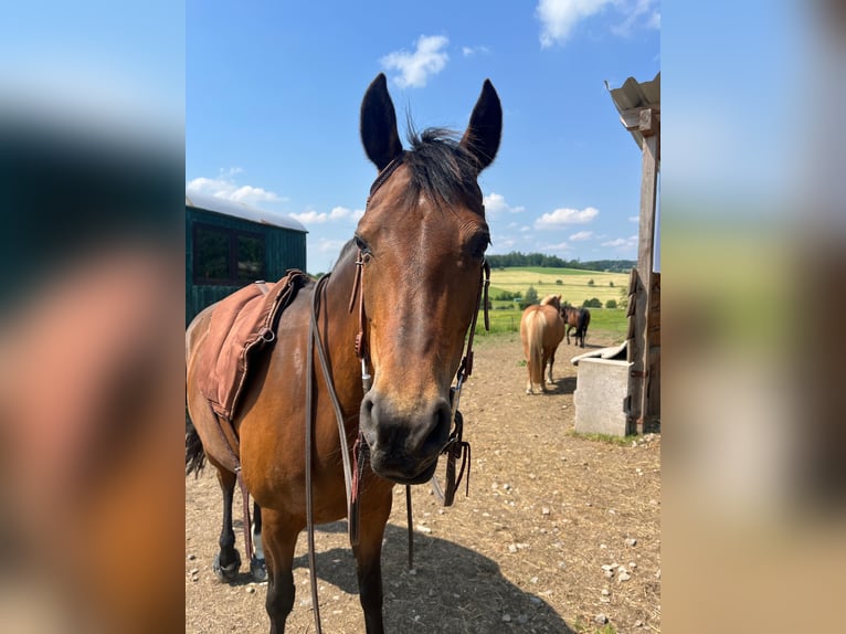 Duitse rijpony Merrie 15 Jaar 147 cm Bruin in Engelskirchen