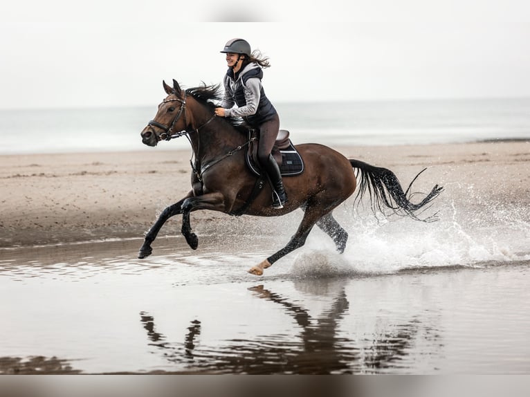 Duitse rijpony Merrie 15 Jaar 147 cm Bruin in Engelskirchen