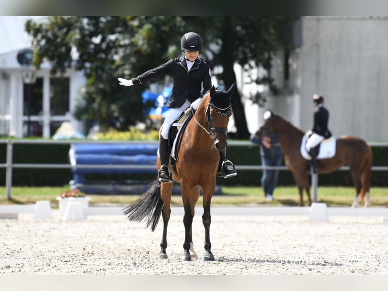 Duitse rijpony Merrie 15 Jaar 147 cm Bruin in Engelskirchen