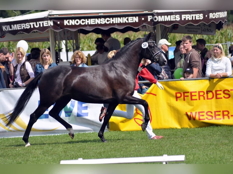 Duitse rijpony Merrie 15 Jaar 147 cm Zwart in Saarwellingen