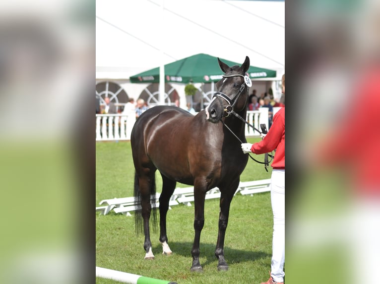 Duitse rijpony Merrie 15 Jaar 147 cm Zwart in Saarwellingen