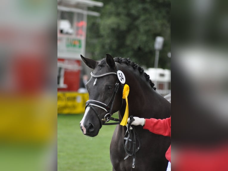 Duitse rijpony Merrie 15 Jaar 147 cm Zwart in Saarwellingen