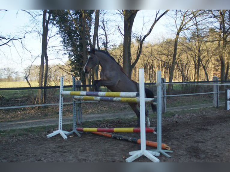 Duitse rijpony Merrie 15 Jaar 148 cm Bruin in Kötzting