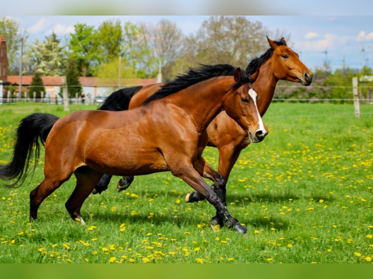 Duitse rijpony Merrie 15 Jaar 148 cm Bruin in Kötzting