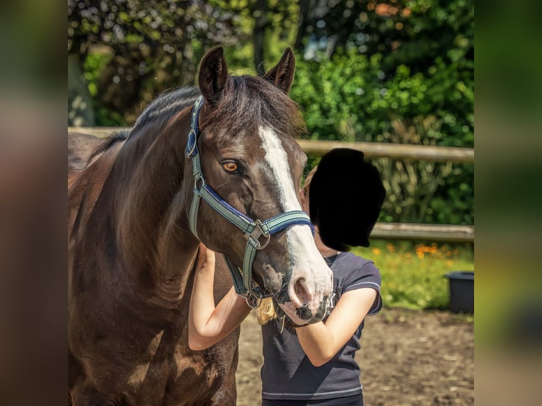 Duitse rijpony Merrie 15 Jaar 148 cm Donkerbruin in Sickte