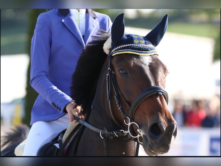 Duitse rijpony Merrie 15 Jaar 148 cm Donkerbruin in Neuhofen an der Ybbs
