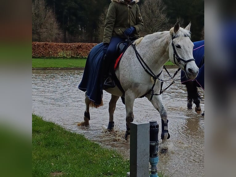 Duitse rijpony Merrie 15 Jaar 148 cm kan schimmel zijn in Kropp