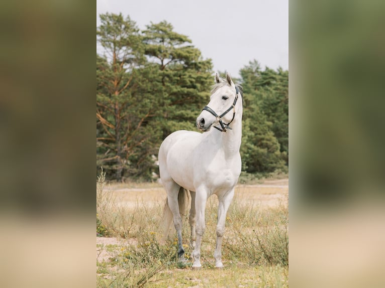 Duitse rijpony Merrie 15 Jaar 148 cm Schimmel in Lempäälä