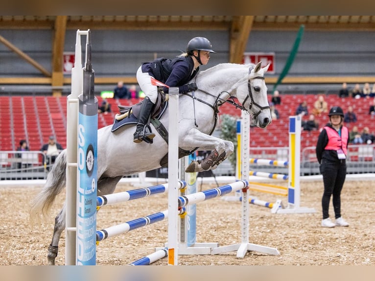 Duitse rijpony Merrie 15 Jaar 148 cm Schimmel in Lempäälä