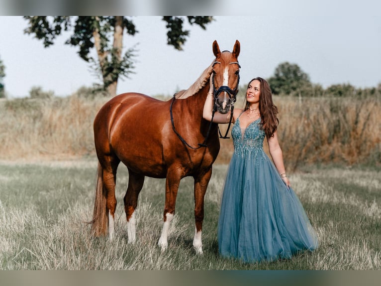 Duitse rijpony Merrie 15 Jaar 148 cm Vos in Bopfingen