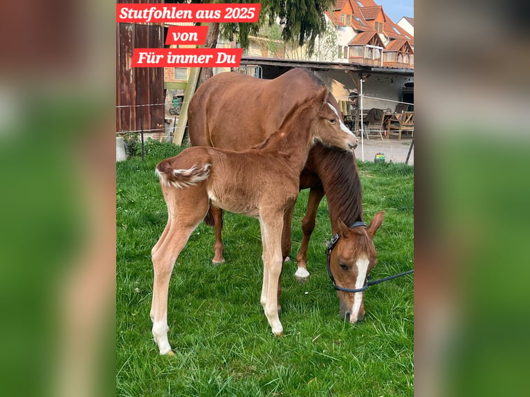 Duitse rijpony Merrie 15 Jaar 148 cm Vos in Staufenberg