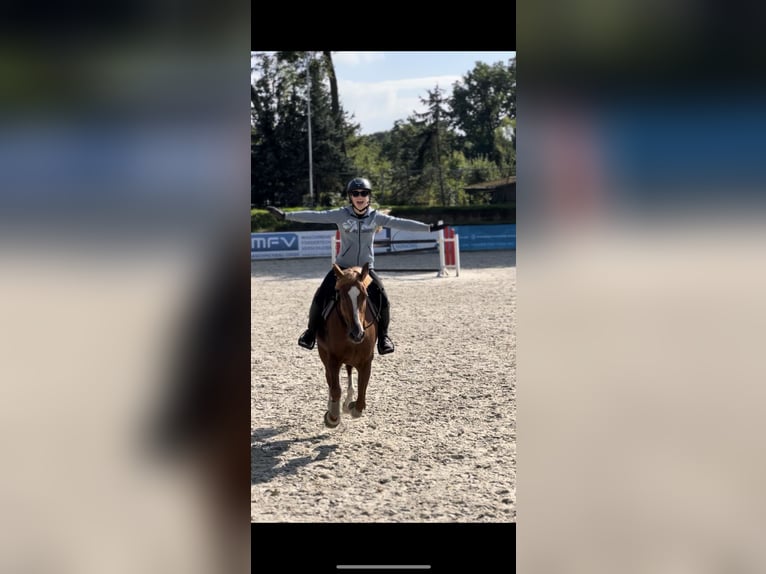 Duitse rijpony Merrie 15 Jaar 148 cm Vos in G&#xF6;rlitz