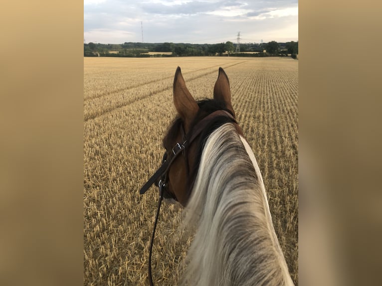 Duitse rijpony Mix Merrie 15 Jaar 149 cm Gevlekt-paard in Aldrans