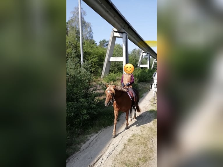 Duitse rijpony Mix Merrie 15 Jaar 149 cm Vos in Cadenberge