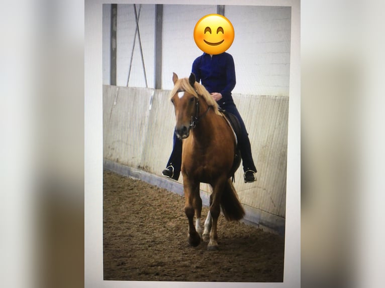 Duitse rijpony Mix Merrie 15 Jaar 149 cm Vos in Cadenberge