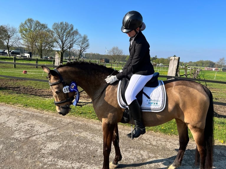 Duitse rijpony Merrie 15 Jaar 150 cm Falbe in Rietberg