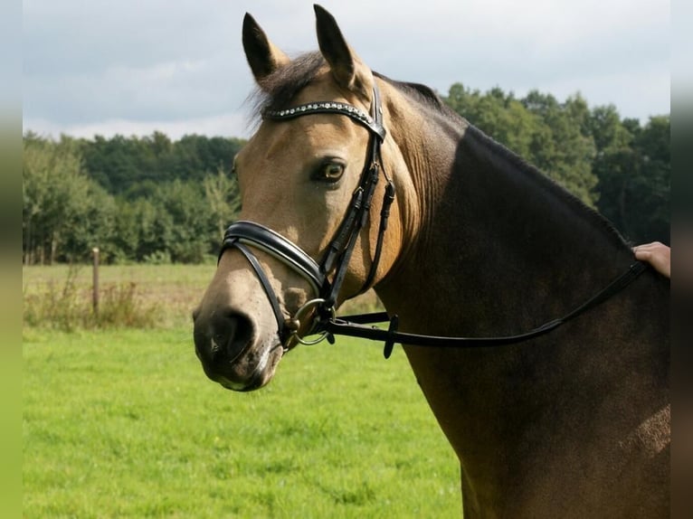 Duitse rijpony Merrie 15 Jaar 150 cm Falbe in Rietberg