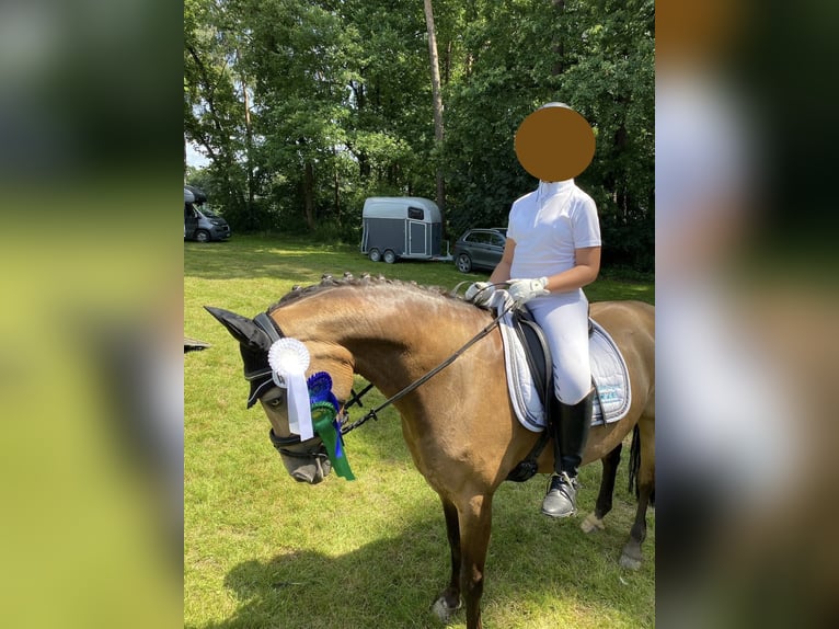 Duitse rijpony Merrie 15 Jaar 150 cm Falbe in Rietberg