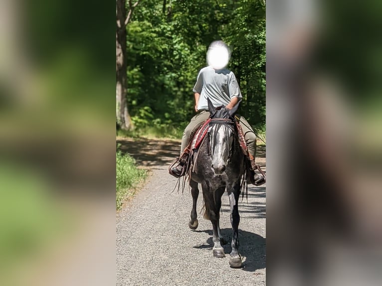 Duitse rijpony Merrie 15 Jaar 151 cm Zwartschimmel in Dresden