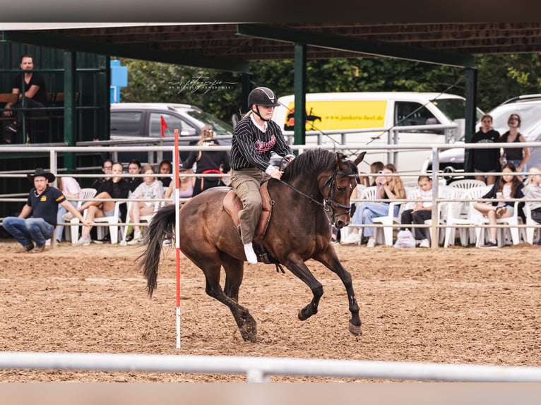Duitse rijpony Merrie 15 Jaar 153 cm Bruin in Cloppenburg