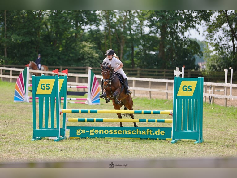 Duitse rijpony Merrie 15 Jaar 153 cm Bruin in Cloppenburg
