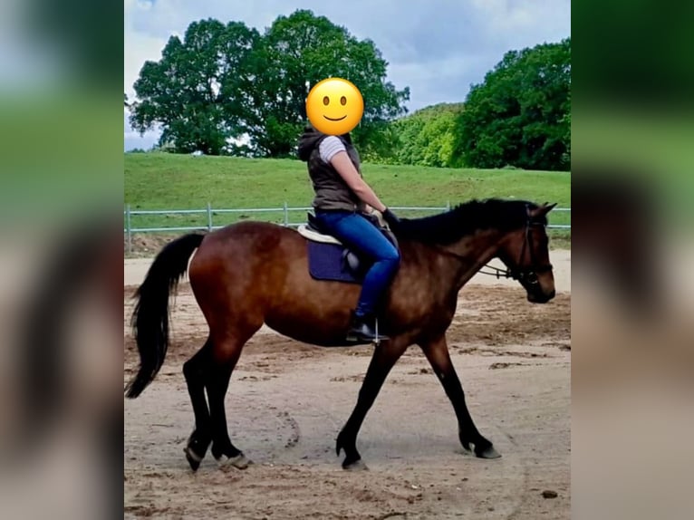 Duitse rijpony Merrie 15 Jaar 160 cm Bruin in Aukrug