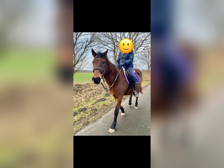 Duitse rijpony Merrie 15 Jaar 160 cm Bruin in Aukrug